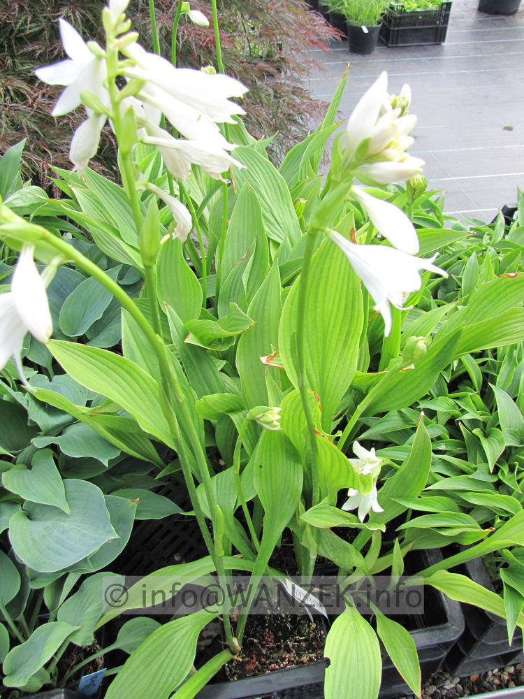 Hosta rectifolia Alba 09.JPG